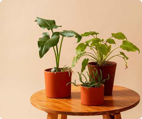 زرع منسق وجاهز للتزيين